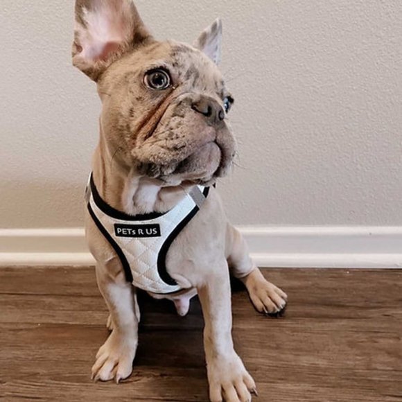 PETsRUS Step In Vest Dog Harness Quilted Vegan Leather White Black Reflective - Picture 6 of 10